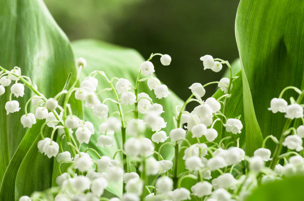 istock Flower lily of the valley, closeup, spring 1297810543