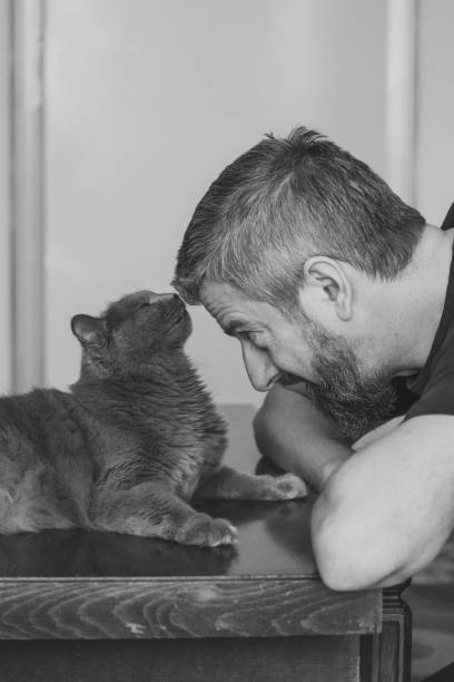 istock Head to head with Chartreux Cat 1297810947