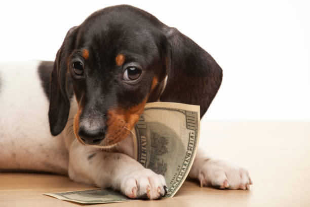 istock image of dog money white background 1297811765