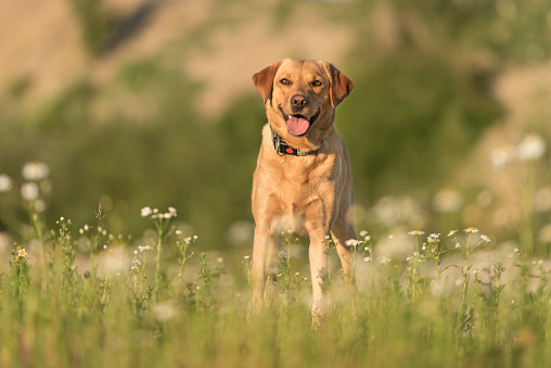 Labrador Redriver dog. Cute dog is running over a blooming beautiful colorful meadow