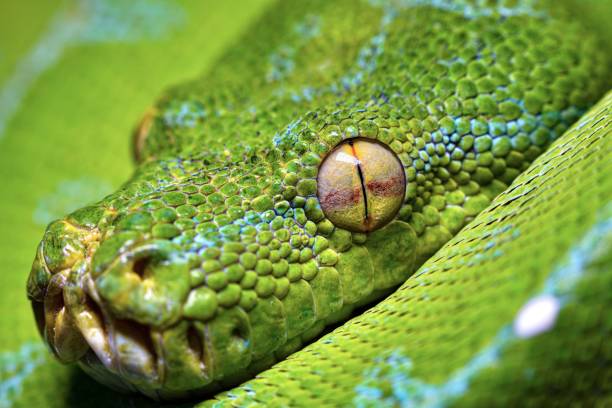 morelia viridis - green tree python foto e immagini stock