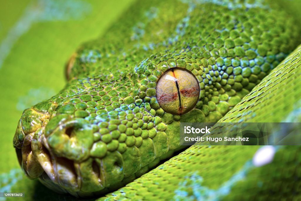 Morelia viridis Snake Stock Photo