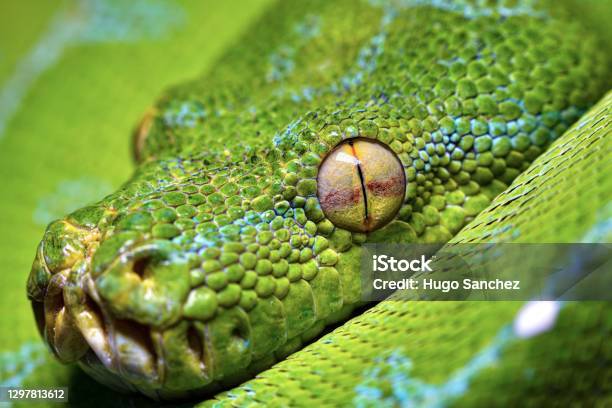 Morelia Viridis Stock Photo - Download Image Now - Snake, Python - Snake, Snakeskin