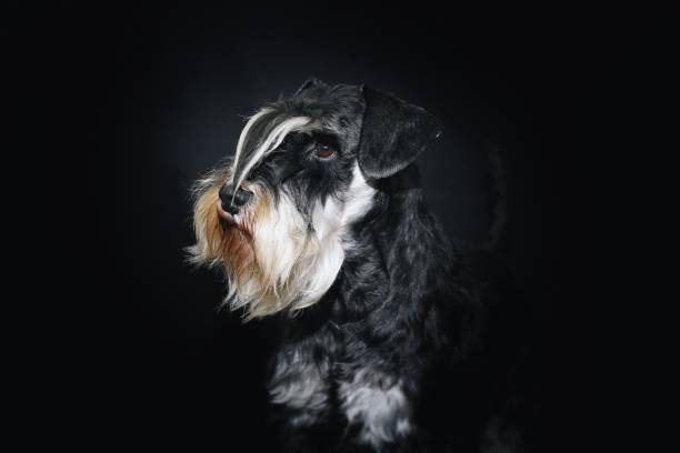 istock miniature schnauzer in black background studio 1297813707