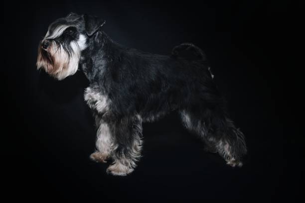 istock miniature schnauzer in black background studio 1297813713