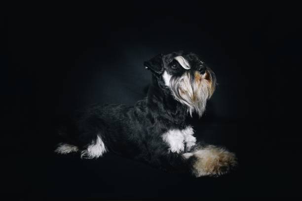 istock miniature schnauzer in black background studio 1297813718