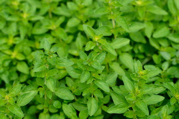 istock Oregano Herrenhausen 1297814906
