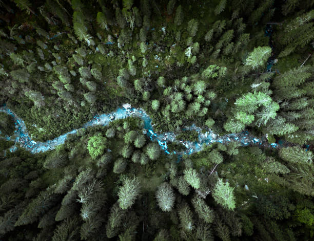 vista de drones en los alpes italianos - pine wood forest river fotografías e imágenes de stock