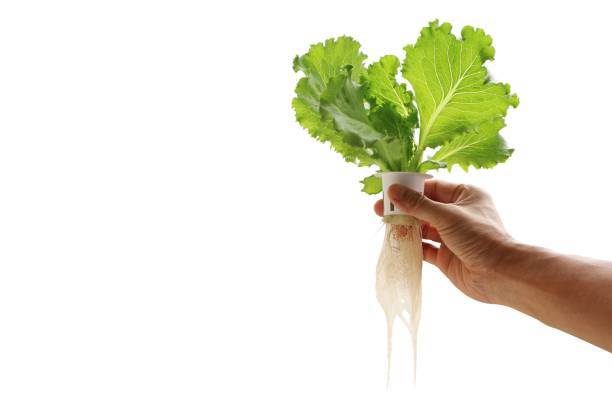 Hand of young man holding a white hydroponic pot with vegetable seedlings growing on a sponge isolated on white background with clipping path. Grow vegetables without soil concept. stock photo