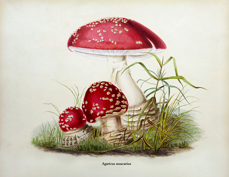 Vintage illustration of Agaricus muscarius, a large white-gilled, white-spotted, usually red mushroom, and is one of the most recognizable and widely encountered in popular culture and the most iconic toadstool species.