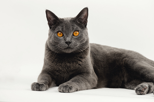 Front view of Chartreux cat, 14 months old on white background