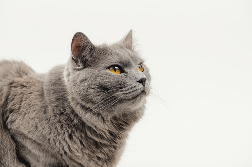 Front view of Chartreux cat, 3 years old on white background and looking up