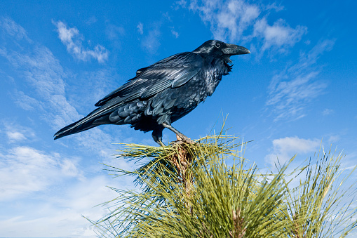 Black Drongo bird perched on the dried tree branch in its natural habitat