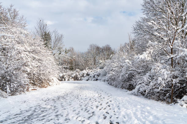 boyd conservation park of woodbridge at winter, vaughan, kanada - winter landscape canada branch stock-fotos und bilder