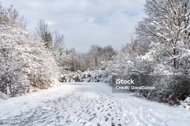 Boyd Conservation Park Of Woodbridge At Winter Vaughan Canada Stock Photo - Download Image Now