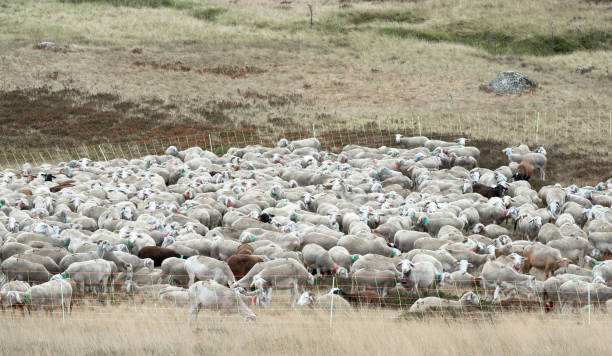 istock FLOCK OF SHEEP 1297817792