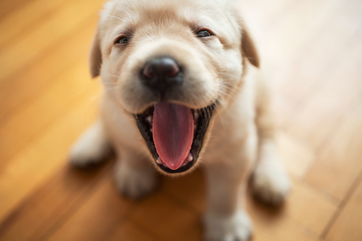 Happy golden retriever puppy sitting on the lawn in spring