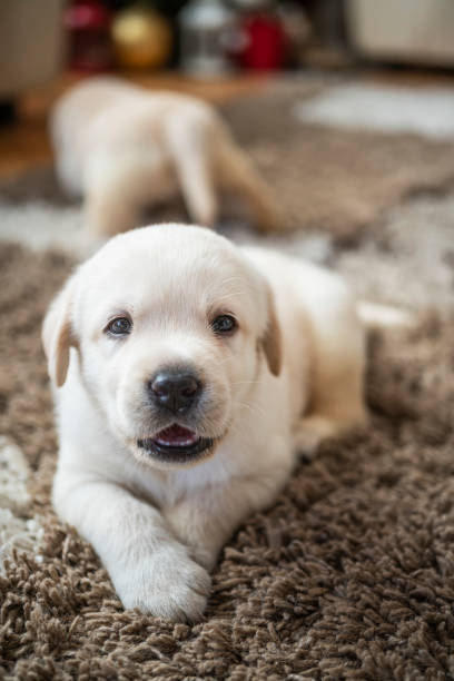 istock Puppy playing at home 1297818809