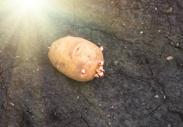 istock sprouted potatoes on the land, agrarian background 1297818848