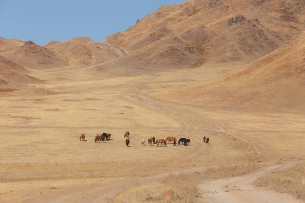istock Assy Plateau, Kazakhstan 1297818868