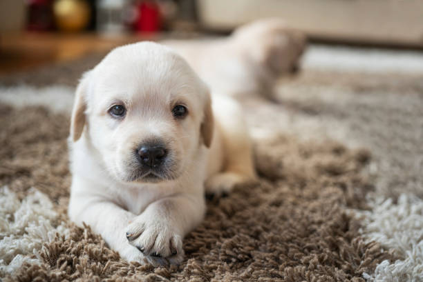 istock Puppy playing at home 1297818966