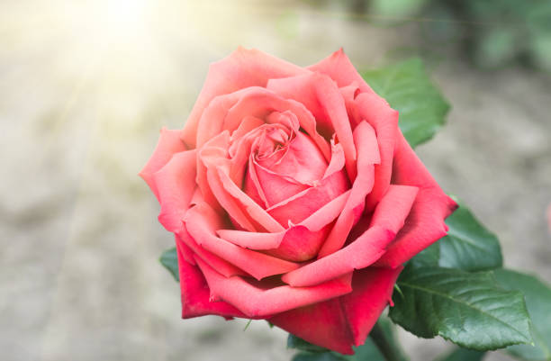 red roses in soft color, closeup, festive background