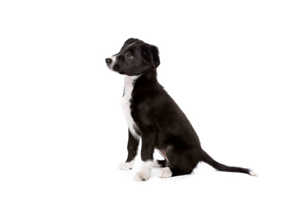 istock Border collie puppy dog 1297819055
