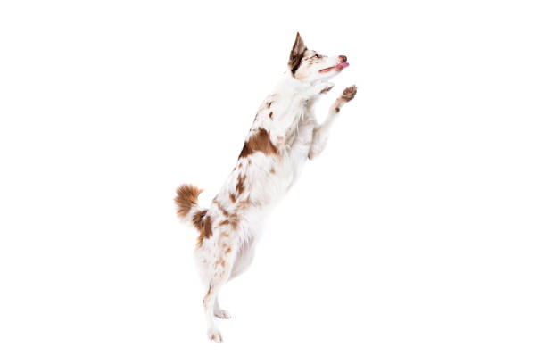 istock Red merle border collie dog 1297819071