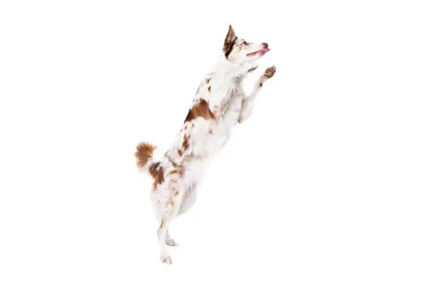 Red merle border collie dog in front of a white backgrond