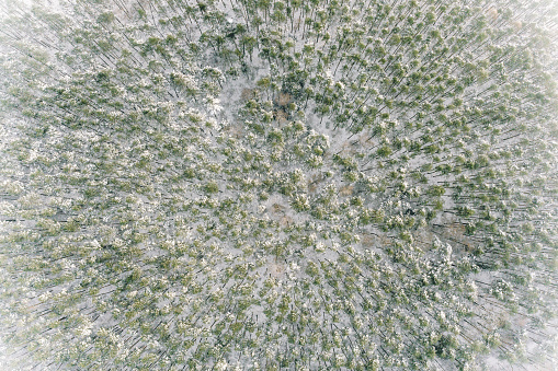 Aerial view of a mixed forest in a winter. Clearly green conifers stand out from the snow. South-West Poland.