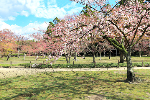Blossoming sakura in Koishikawa Korakuen garden, Okayama, Japan