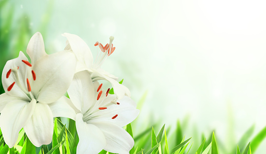 Sunny spring background with white lily flower on flowerbed. Horizontal summer banner with buds and white flower of Lilium candidum. Copy space for text