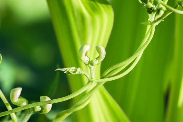 istock bean sprout and flower in the spring 1297822310