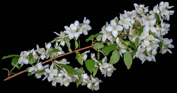 istock branch of white Jasmine petals 1297822927