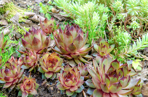 Set of succulents saxifrage, molodilo, ochitok in the botanical garden in the summer.
