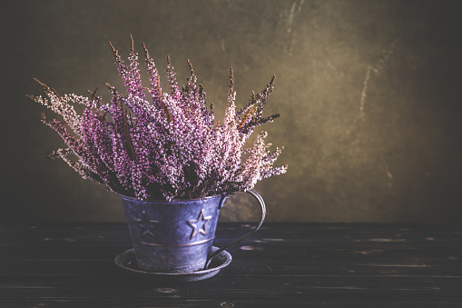 Heather plant (erica) in flower pot on wooden background in vintage style