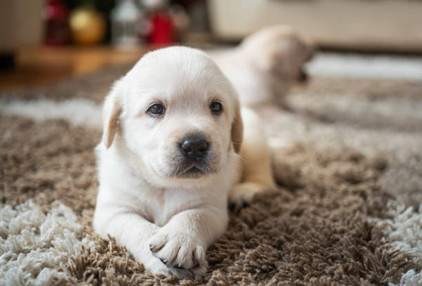 istock Puppy playing at home 1297823365
