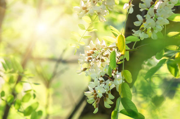 istock flowers white acacia, spring natural background 1297824335