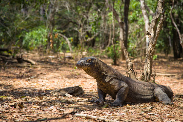 istock Komodo dragon (Varanus komodoensis) giant dinosaur lizard, Indonesia 1297824512
