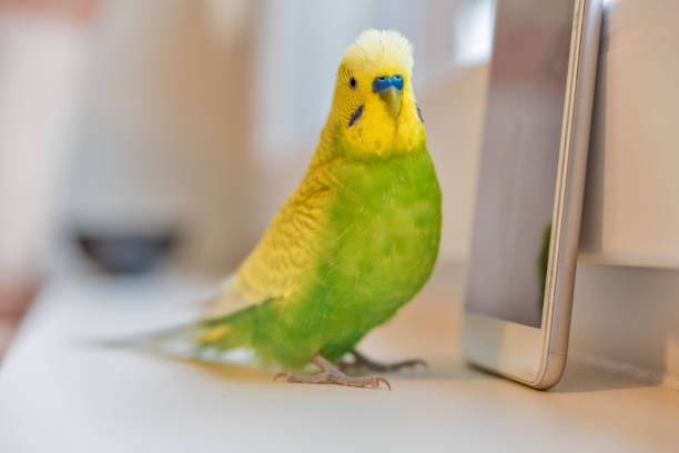 istock Cute Budgerigar Playing with Own Reflection in the Smart Phone 1297824560