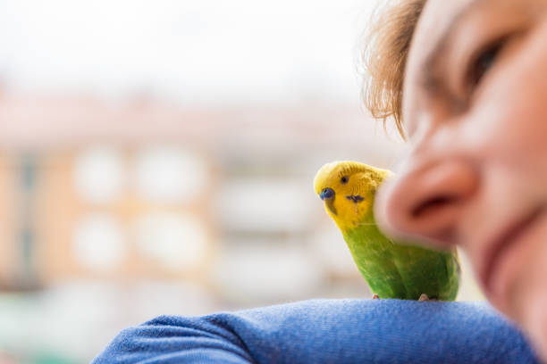 istock Nostalgic Woman with her Cute Pet Budgerigar Looking Through the Window 1297824561