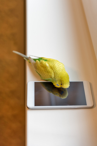 Cute Budgerigar Playing with Own Reflection in the Smart Phone