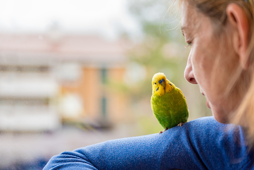 Nostalgic Woman with her Cute Pet Budgerigar Looking Through the Window