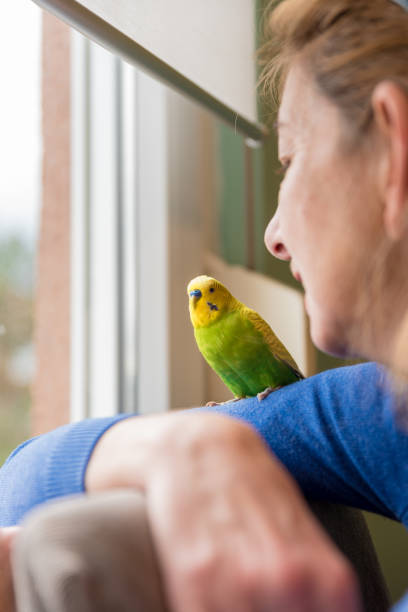istock Nostalgic Woman with her Cute Pet Budgerigar Looking Through the Window 1297824568