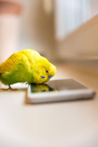 istock Cute Budgerigar Playing with Own Reflection in the Smart Phone 1297824570