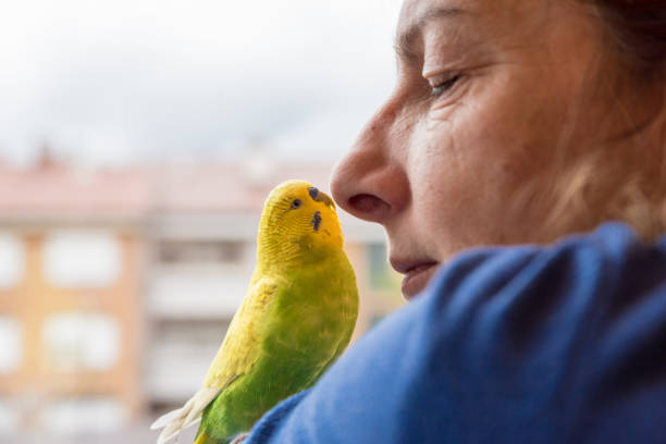 istock Nostalgic Woman with her Cute Pet Budgerigar Looking Through the Window 1297824571