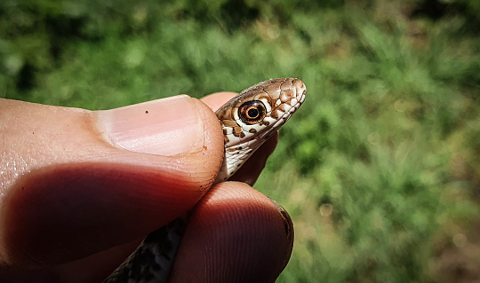 Cute snake in hand