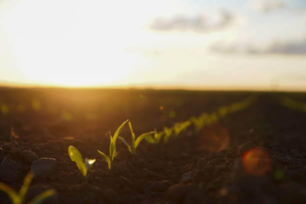istock Growing corn field with green young corn plants in agricultural field. Sunlight illuminated with vintage style filter effect. Attention - Slightly shallow and perhaps blurry shallow depth of field. 1297826410