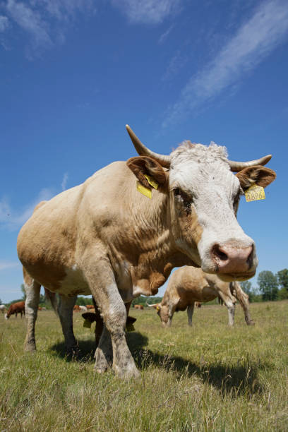 istock A cow is watching the meadow curiously. Even more cattle can be seen in the background. Forest, blue sky, clouds. Europe Hungary 1297826564