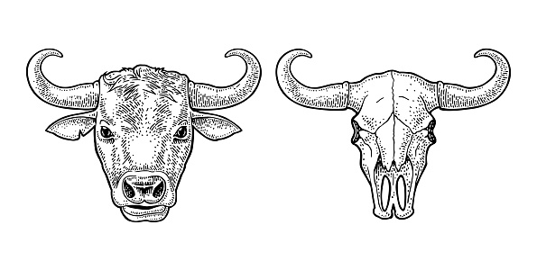 Bull head and skull. Vintage black vector engraving illustration for info graphic, poster, web. Isolated on white background. Hand drawn in a graphic style.